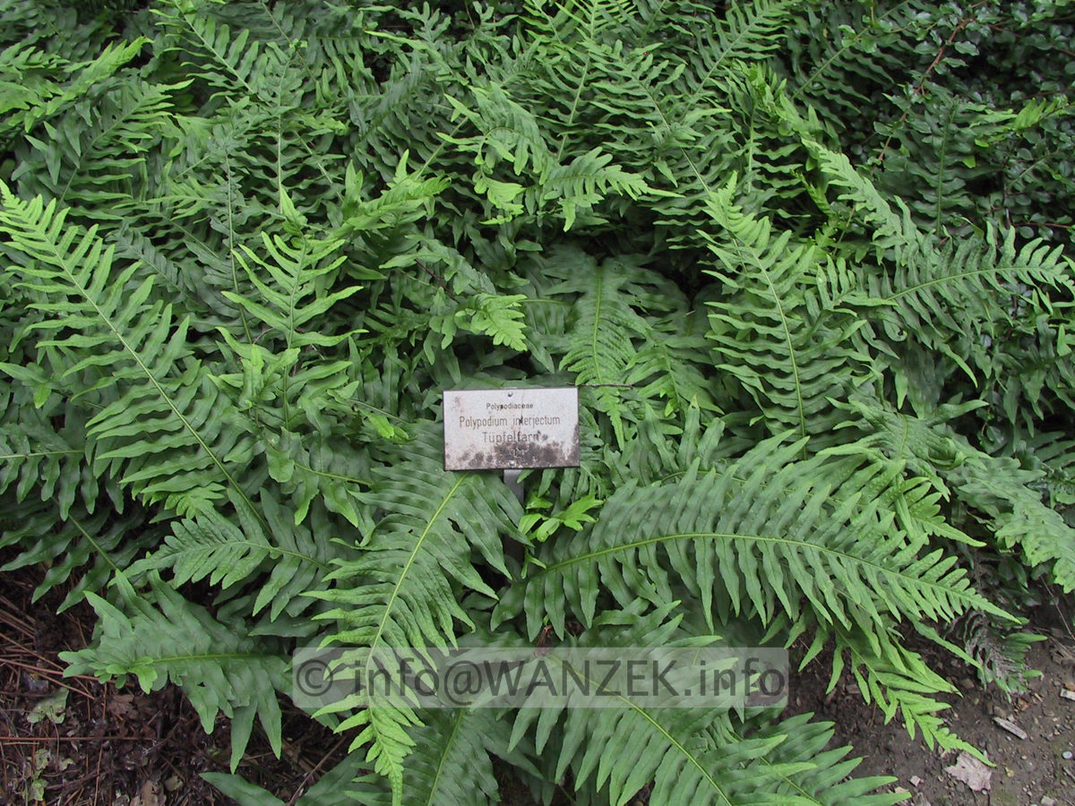 Polypodium interjectum.JPG